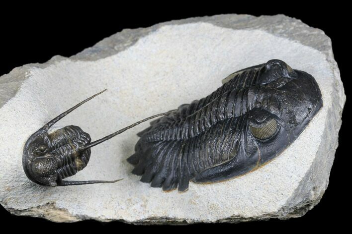 Detailed Hollardops Trilobite With Cyphaspis - Ofaten, Morocco #177341